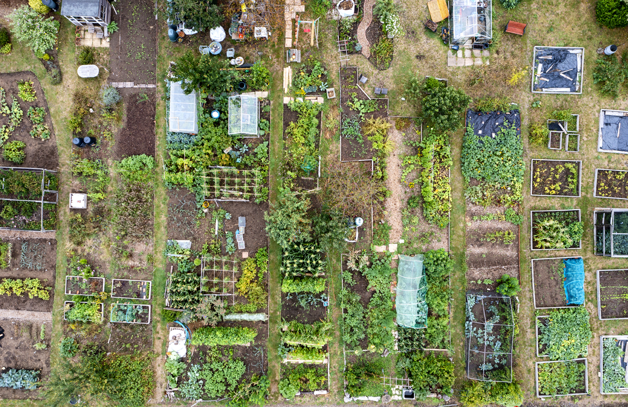 Drone photograph of allotments