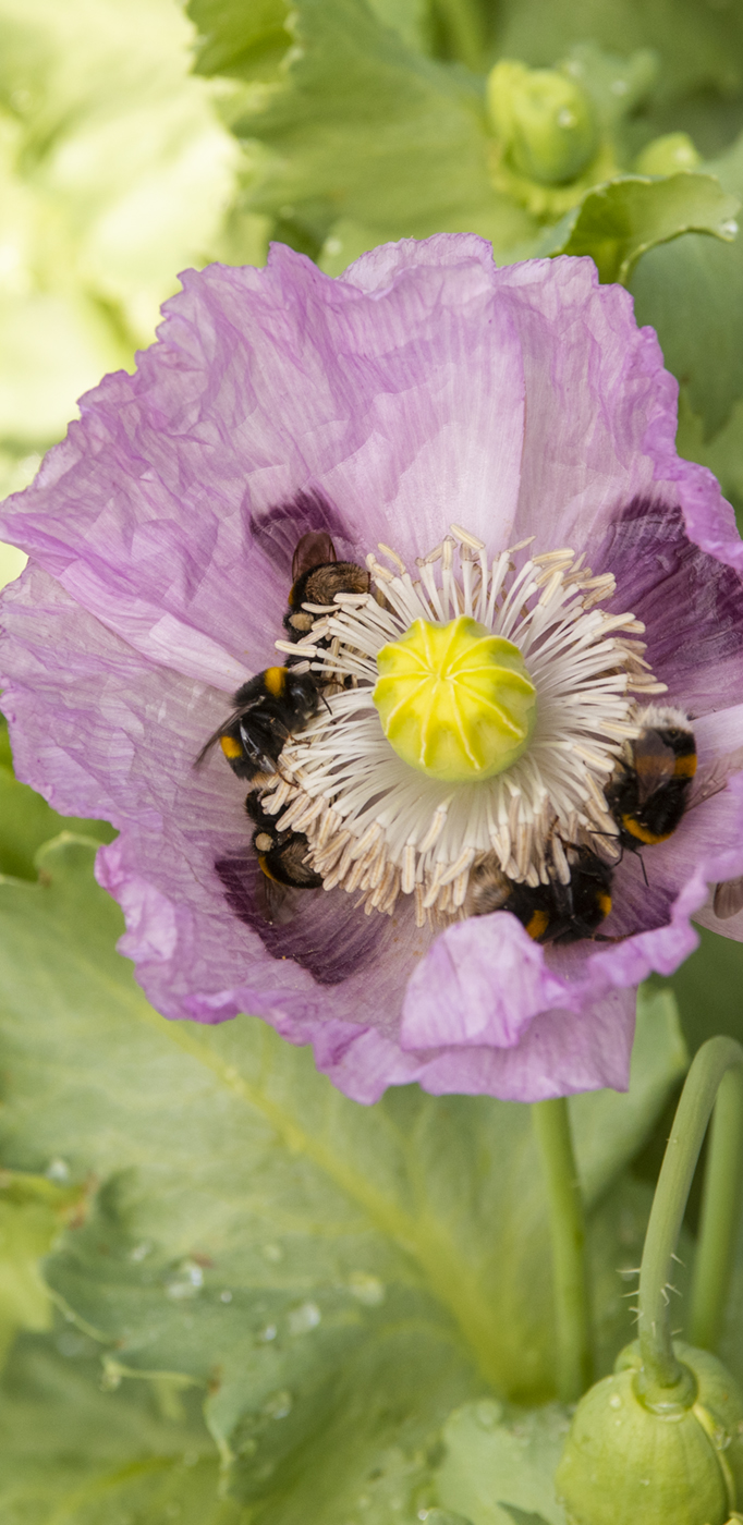 Bees on a flower